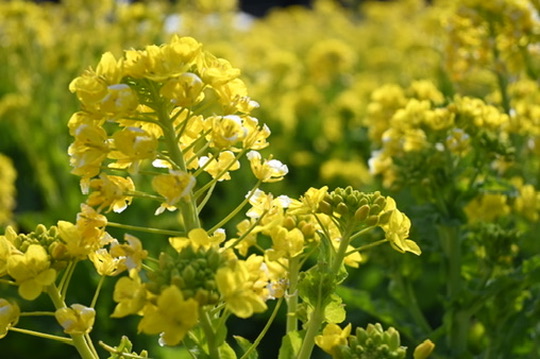 Close view of yellow nanohana flowers at Aichi Farm