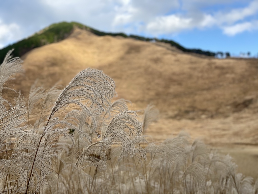 Close view of susuki grass at Soni Highlands